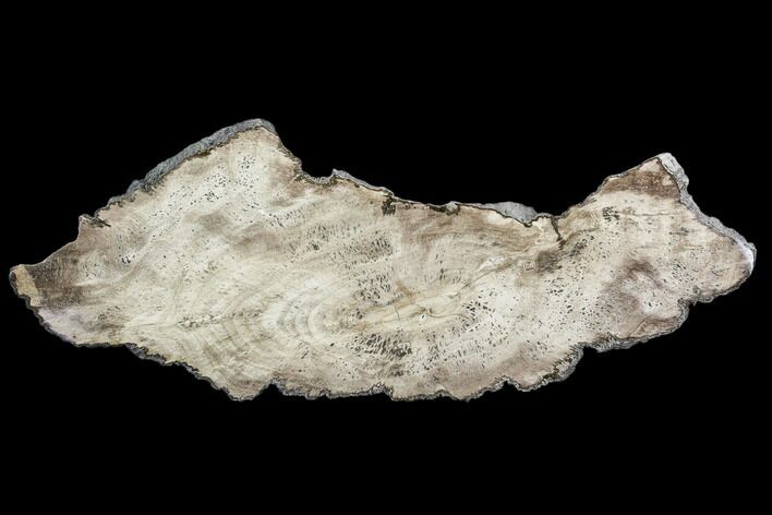 Polished Petrified Wood (Dicot) Slab - Texas #104956